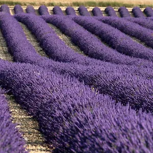 La Provencale Valensole